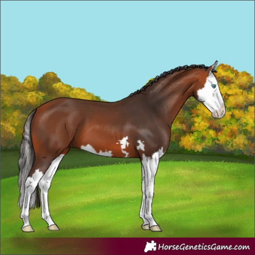 Horse Color:Bay Splash 