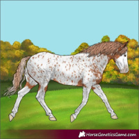 Horse Color:Chestnut Splash Appaloosa