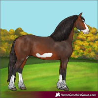Horse Color:Bay Splash Frame Rabicano