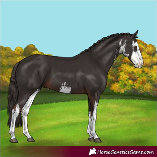 Horse Color:White Spotted Liver Chestnut 