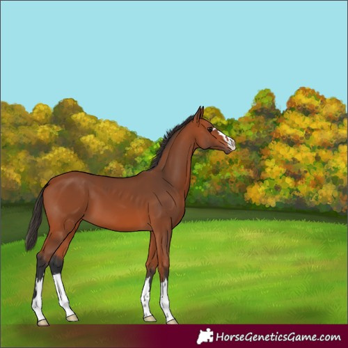 Horse Color:Unknown 