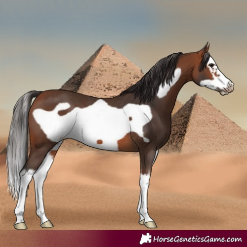 Horse Color:Bay Splash Frame Rabicano 