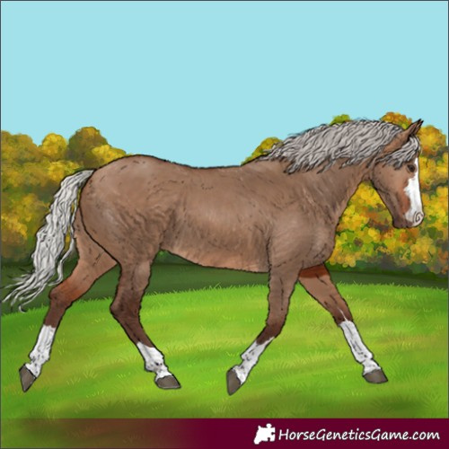 Horse Color:Silver Bay Dun 