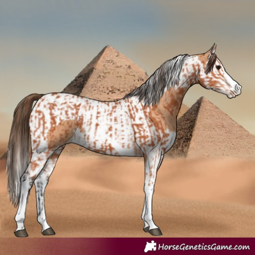 Horse Color:Bay Splash Tobiano Appaloosa  and Bay Dun Splash Tobiano Appaloosa 