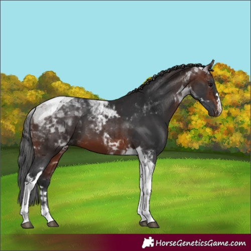 Horse Color:Brown Tobiano 