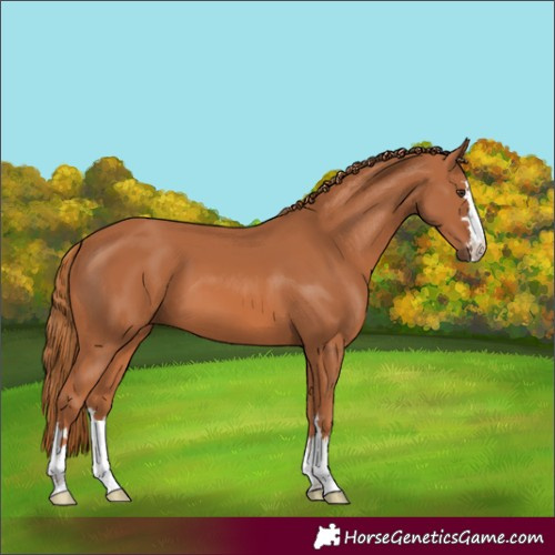 Horse Color:Chestnut 
