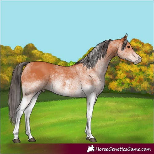 Horse Color:White Spotted Bay 