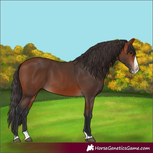 Horse Color:Bay Splash Frame Rabicano 