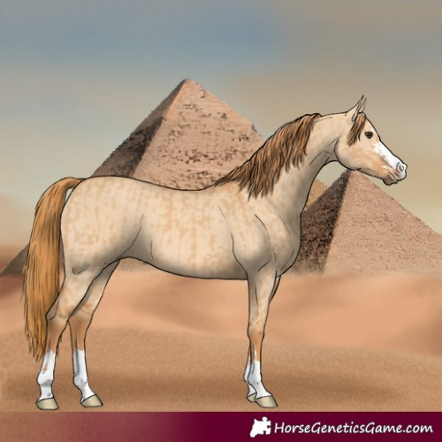 Horse Color:Red Dun  and Red Dun 