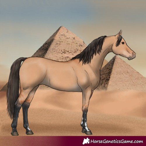 Horse Color:Bay Dun