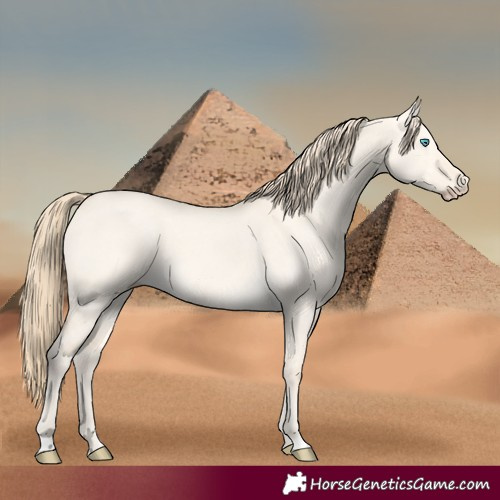 Horse Color:Perlino Dun 