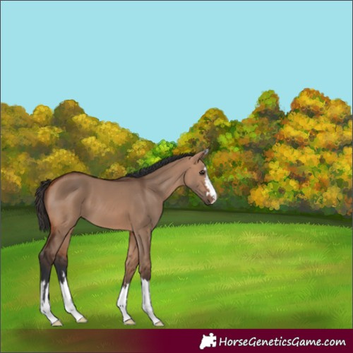Horse Color:Unknown 