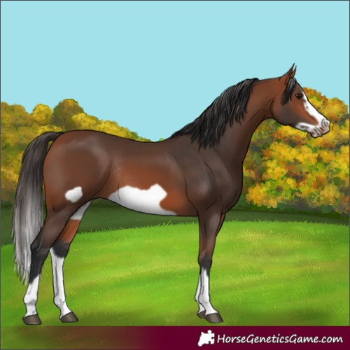 Horse Color:Bay Splash Frame Rabicano 