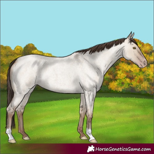 Horse Color:Unknown 