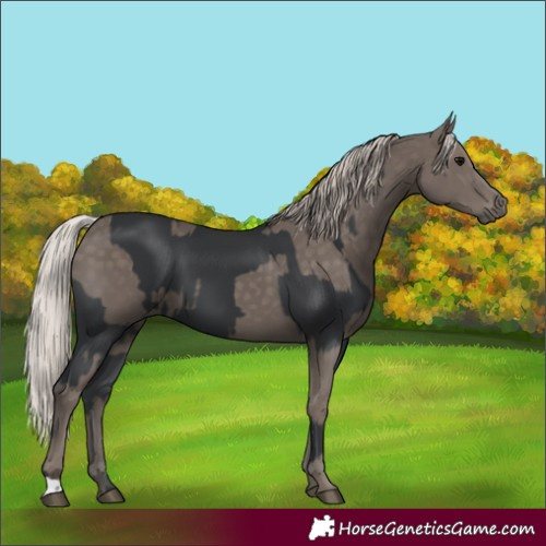 Horse Color:Black  and Silver Black 