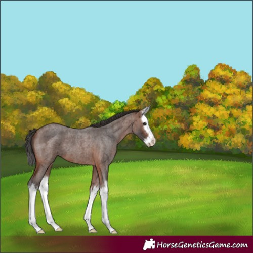 Horse Color:Unknown 