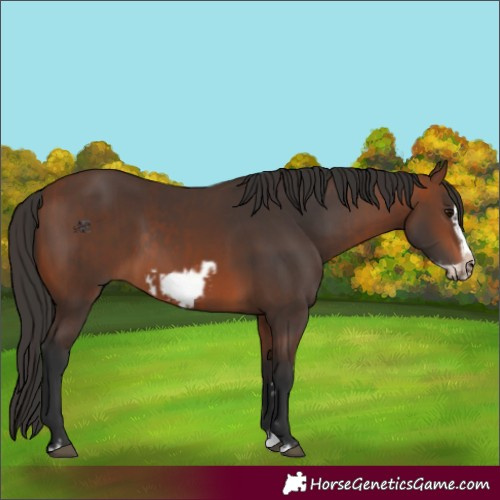 Horse Color:Bay Splash Frame Rabicano  and Brown Splash Frame Rabicano 
