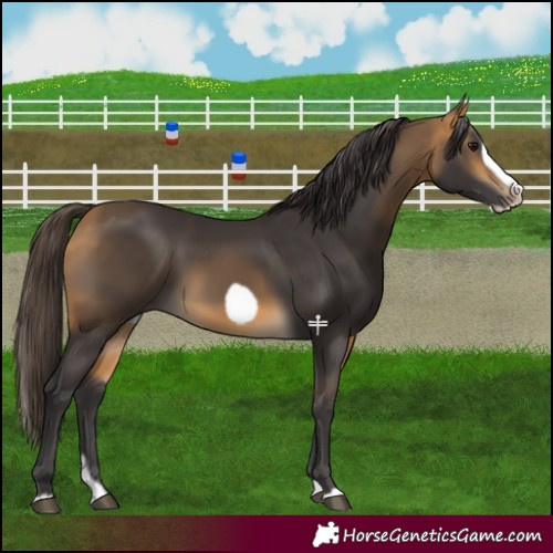 Horse Color:Buckskin Splash Frame Rabicano