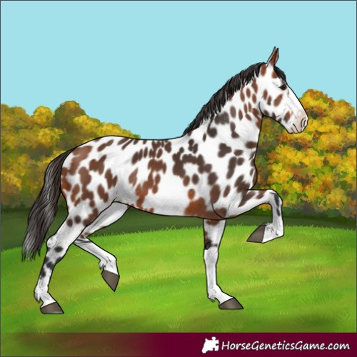 Horse Color:Bay Splash Frame Appaloosa Rabicano 