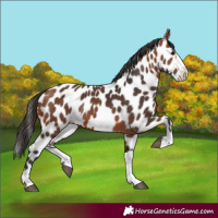 Horse Color:Bay Splash Frame Leopard Rabicano 