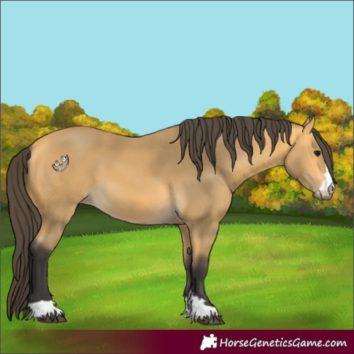 Horse Color:Buckskin 
