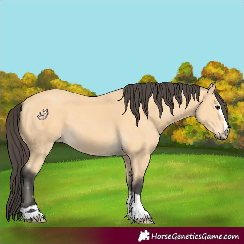 Horse Color:Buckskin