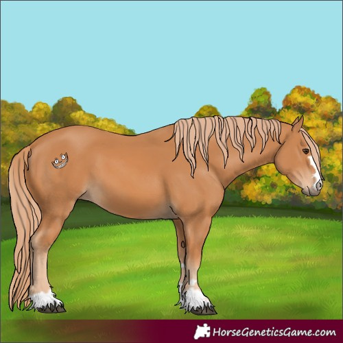 Horse Color:Chestnut 