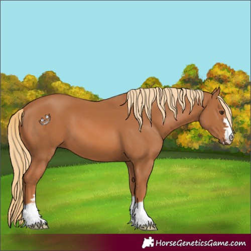 Horse Color:Chestnut 