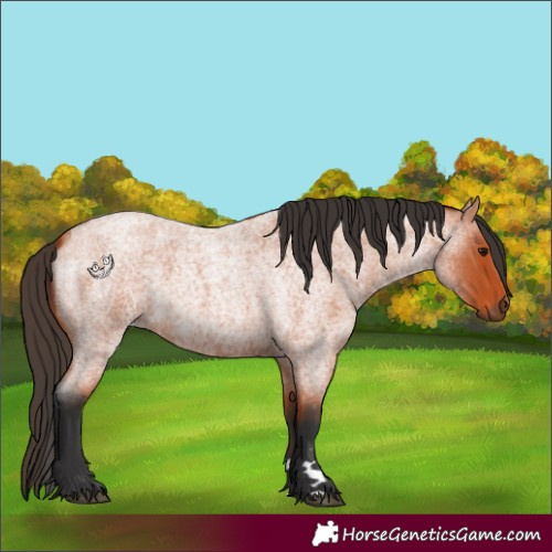 Horse Color:Bay Roan 