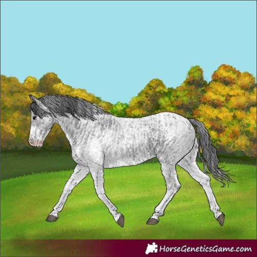 Horse Color:White Spotted Blue Roan Rabicano and White Spotted Blue Roan Rabicano