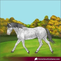 Horse Color:White Spotted Blue Roan Rabicano  and White Spotted Blue Roan Rabicano 