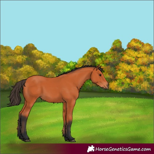 Horse Color:Bay 