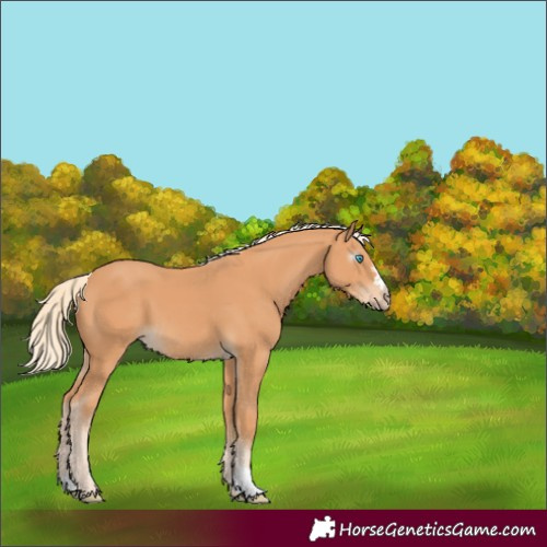 Horse Color:Gray Cremello