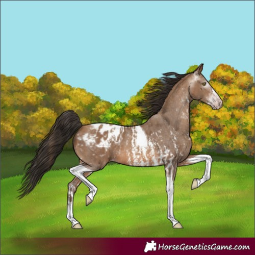 Horse Color:Gray Amber Champagne Sabino Tobiano Appaloosa  and Gray Amber Champagne Sabino Tobiano Appaloosa 