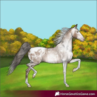 Horse Color:Gray Amber Champagne Sabino Tobiano Appaloosa and Gray Amber Champagne Sabino Tobiano Appaloosa