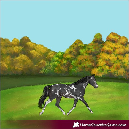 Horse Color:Gray White Spotted Brown Sabino 