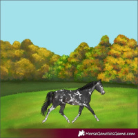 Horse Color:Gray White Spotted Brown Sabino