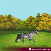 Horse Color:Gray White Spotted Brown Sabino 