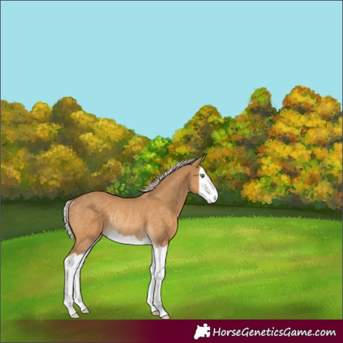 Horse Color:Palomino Splash Rabicano