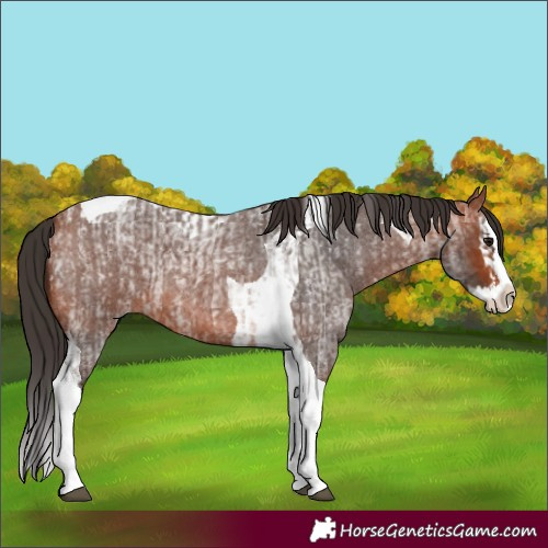 Horse Color:Bay Roan Splash Tobiano  and Bay Roan Splash Tobiano 