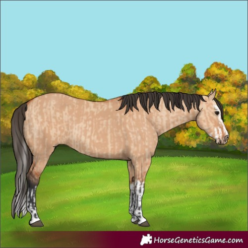 Horse Color:Bay Dun and Bay Dun Splash
