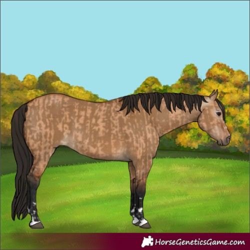 Horse Color:Bay Dun  and Gray Bay Dun 