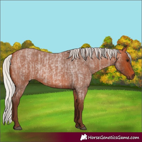 Horse Color:Silver Bay Roan  and Silver Bay Roan 