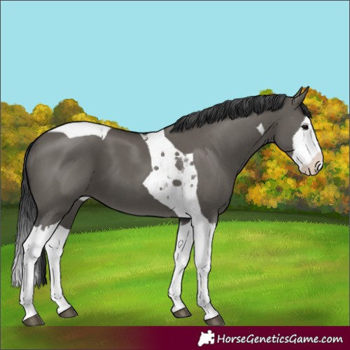 Horse Color:Grullo Splash Tobiano