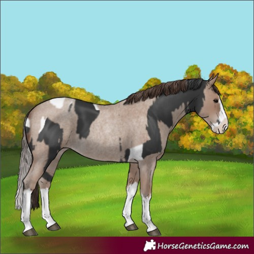 Horse Color:Black Splash Tobiano  and Classic Champagne Roan Splash Rabicano 
