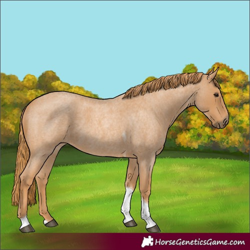 Horse Color:Red Roan Tobiano 