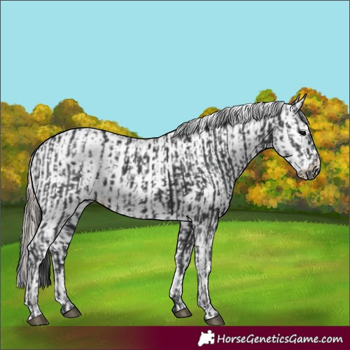 Horse Color:Black  and White Spotted Palomino Splash 