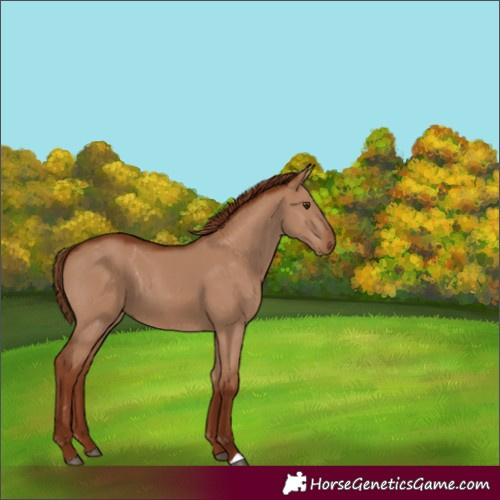 Horse Color:Red Dun 