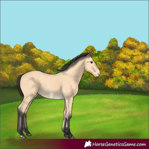 Horse Color:Buckskin Frame 