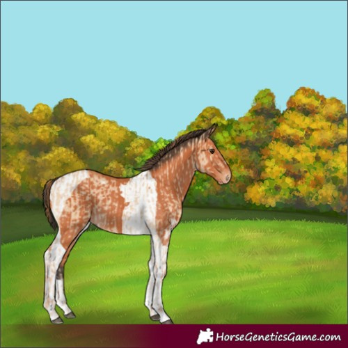 Horse Color:Red Dun  and Bay Tobiano 
